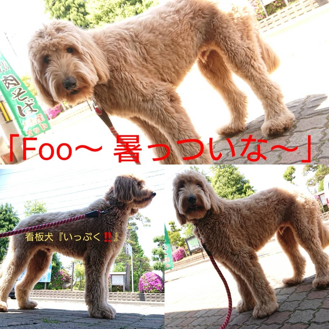 クラッカーの看板犬見習い『いっぷく️』