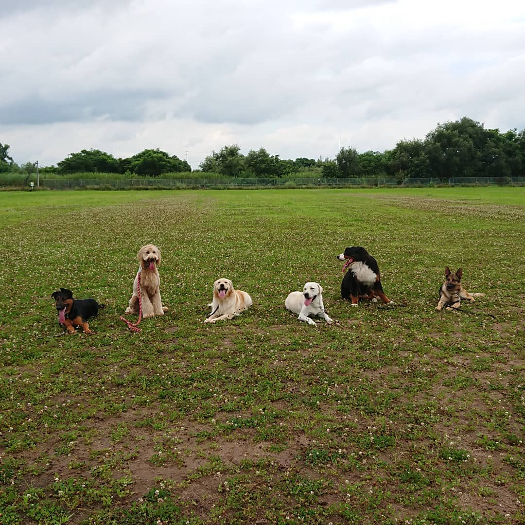大型犬合同訓練
みんな楽しく訓練しました。
まい先生　ありがとうございました。
