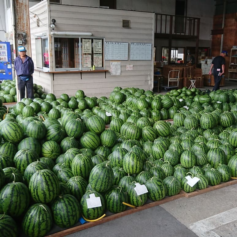 青果市場にはスイカがい～っぱい
尾花沢スイカが最盛期に突入です。クラッカーでは今日も大量仕入れに成功～️ スイカ売り場の確保のため、週末の店頭スイカを大幅値下げの
1個599円で売り切りま～す。
今日仕入れのスイカは超大玉999円️
大玉899円になります️