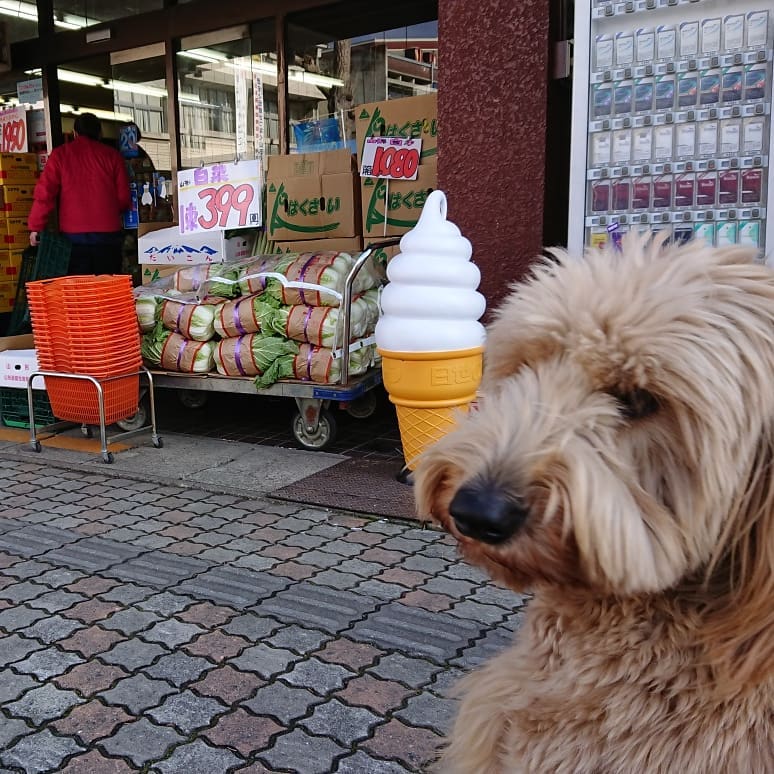 ≪ソフトクリームと白菜の束️≫
ちょっとミスマッチだがそれがいい～️
チョコバナナはアートだ。デコシャルはみんなの笑顔のために～