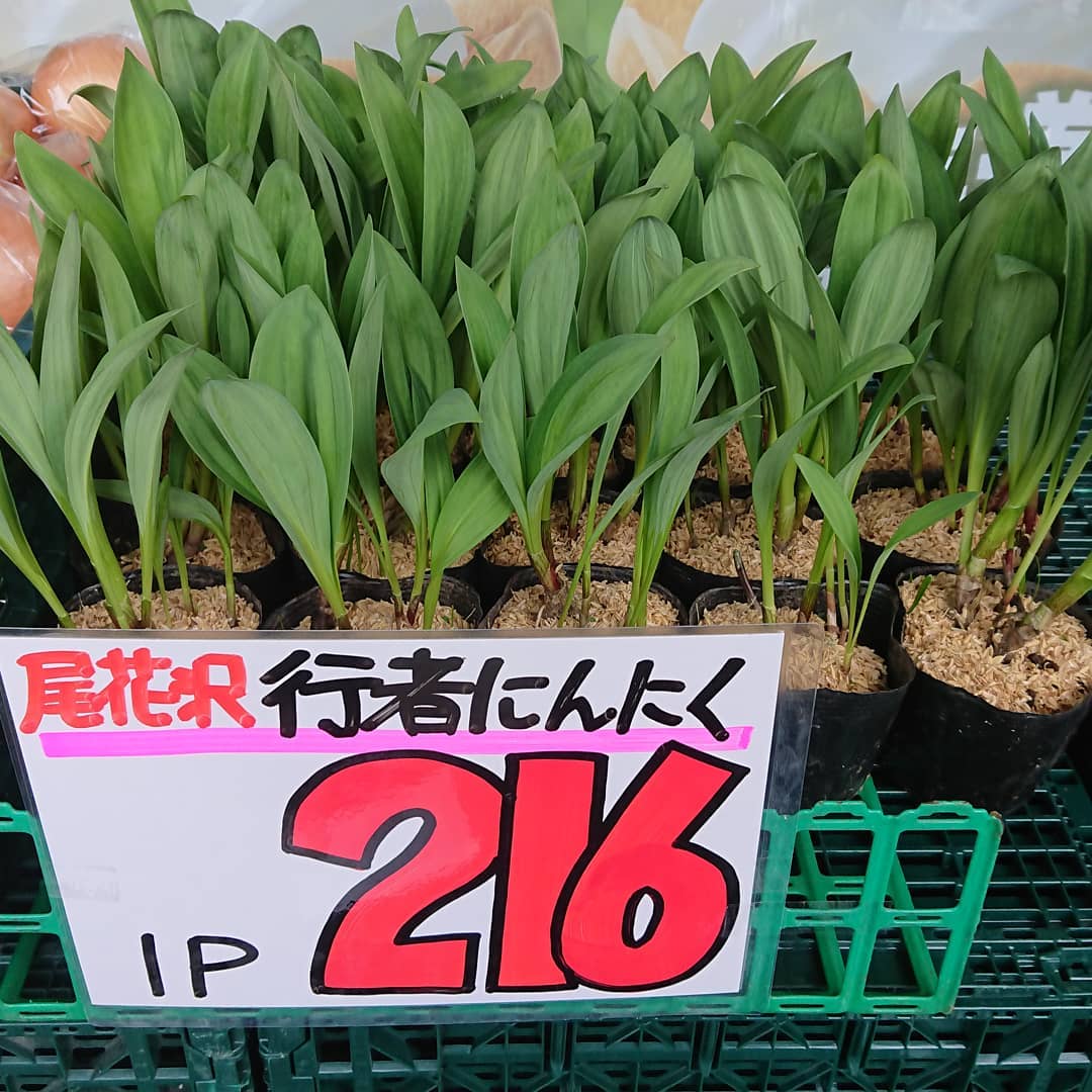 行者ニンニクがあります。ポット入りで、畑に植えて大きくしていっぱい食うか️現時点ですぐに召し上がるもよし️