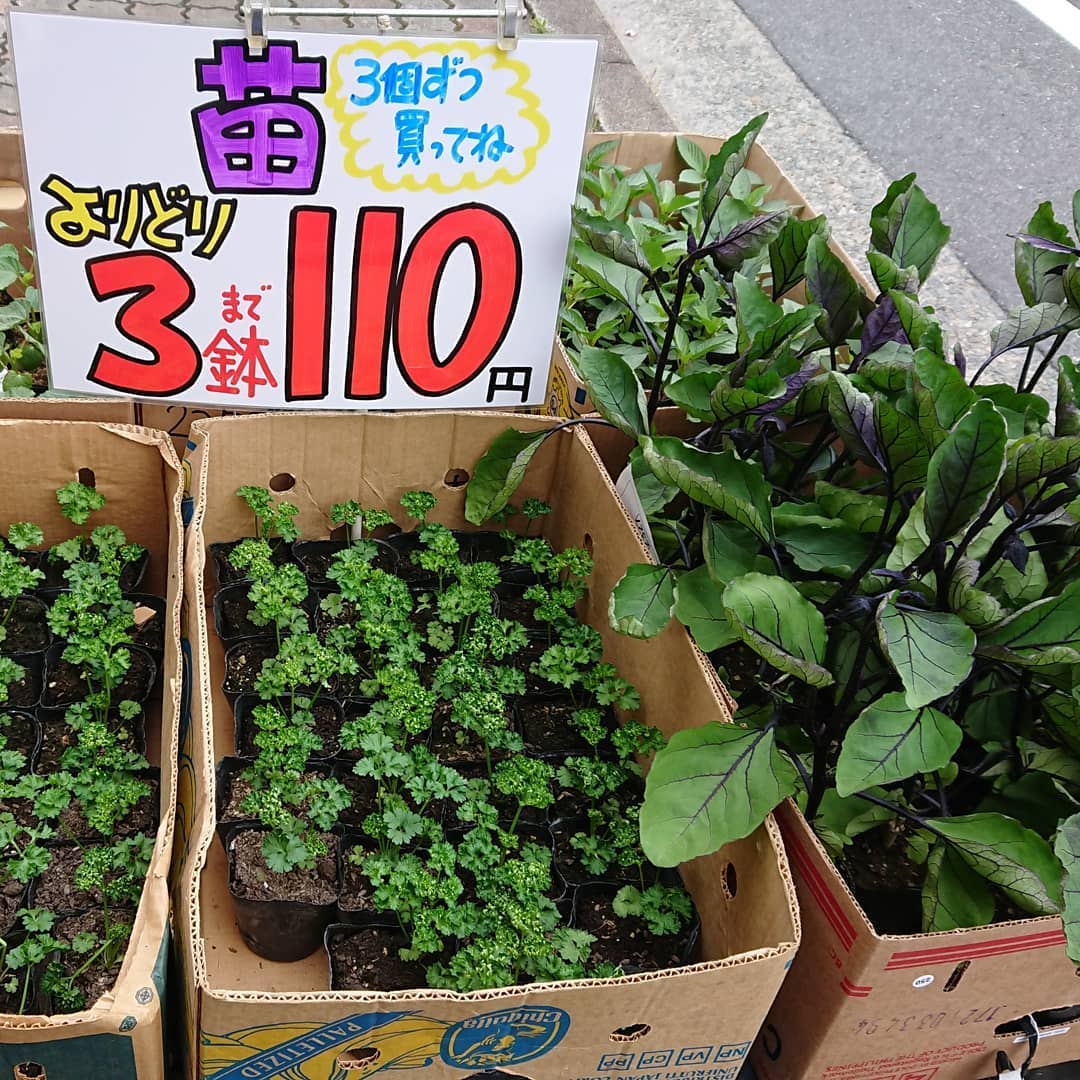 【価格変更】
苗は消費税が10%なので3鉢110円になります。
苗事業から撤退のはずでしたが、我慢できずに仕入れてしまった️
鷹の爪、都プリンスメロン、パセリ、ナス、オクラ、チマサンチュ、モロヘイヤという顔ぶれです。