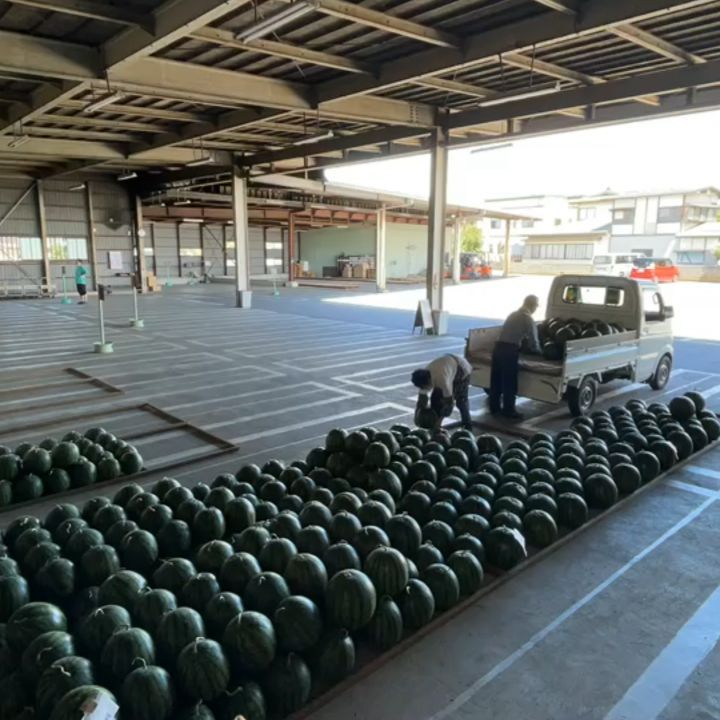 市場のすいかの搬入風景
収穫して運ばれてきた西瓜。出荷に至るまではそれこそ手塩にかけて愛情込めて育てられました。
高く売れてくれ～と思いながら下ろして並べていくんでしょうね