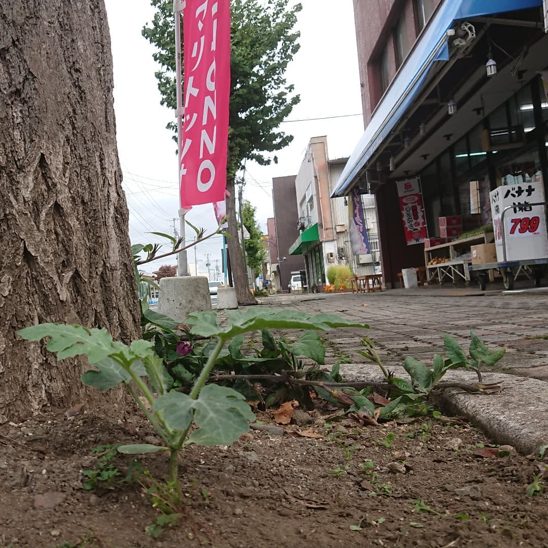 自動販売機前の街路樹の根本になにやら
芽が出てきた。
なんとなく西瓜の葉っぱのような感じだ。おそらく夏場に試食したときの種があったのだろうか。