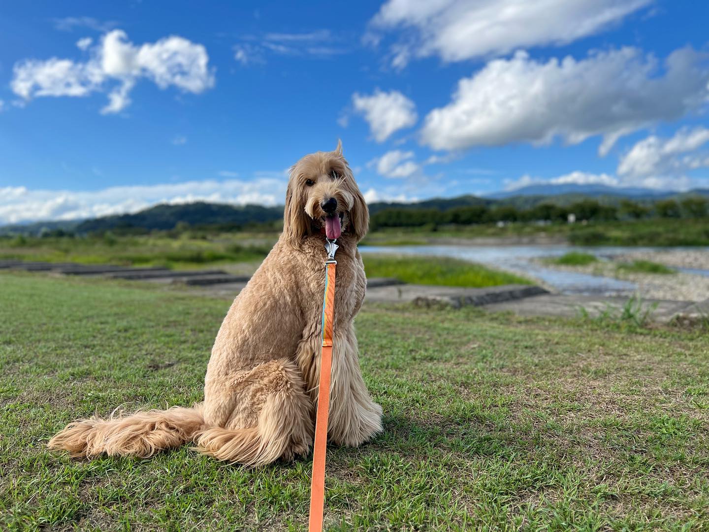 クラッカーの看板犬
「いっぷく」君
ゴールデンドゥードル5才

お祭りを終えて一息、チェリーランドにお散歩です。
 空が高くて気持ちいいんだワン️